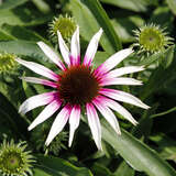 Echinacea purpurea 'Fountain Pink Eye' - Sonnenhut