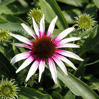 Echinacea purp. 'Fountain Pink Eye'