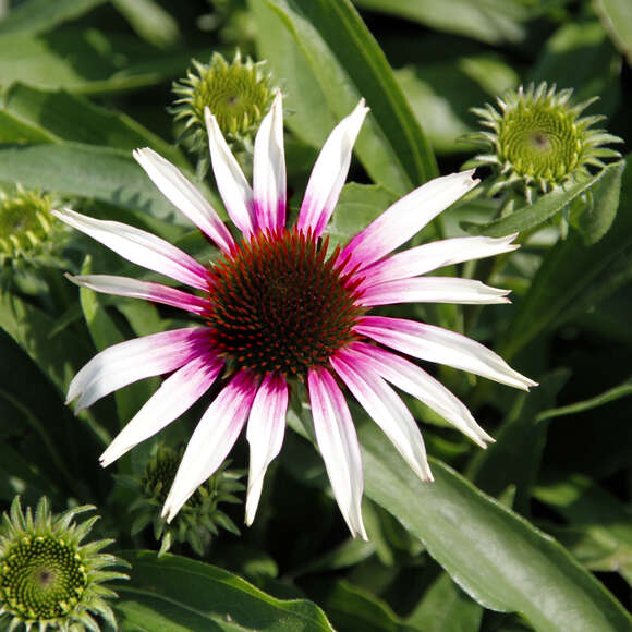 Echinacea purpurea 'Fountain Pink Eye': Bild 1/2 Echinacea purpurea 'Fountain Pink Eye': Bild 1/2