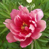 Paeonia Intersec. 'Pink Double Dandy' - Pfingstrose Intersectional-Hybride