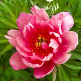 Paeonia Intersec. 'Pink Double Dandy' - Pfingstrose Intersectional-Hybride