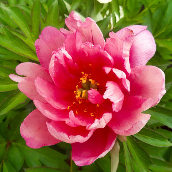Paeonia Intersec. 'Pink Double Dandy': Bild 1/1