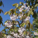 Staphylea holocarpa 'Rosea' - Pimpernuss