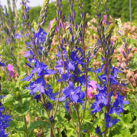 Veronica austriaca 'Knallblau': Bild 5/5 Veronica austriaca 'Knallblau': Bild 5/5