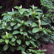 Phytolacca acinosa: Bild 4/5