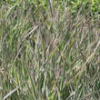 Phalaris arundinacea 'Feesey': Bild 2/3