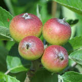 Malus tschonoskii - Zierapfel