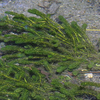 Elodea canadensis