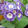 Primula auricula 'Fridl': Bild 3/5