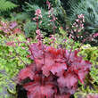 Heuchera 'Fire Alarm': Bild 2/2