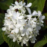 Viburnum plicatum 'Newport' - Etagenschneeball