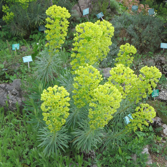 Euphorbia characias wulfenii: Bild 8/13