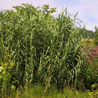 Arundo donax: Bild 3/4