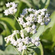 Parthenium integrifolium: Bild 2/5
