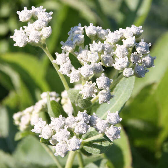 Parthenium integrifolium: Bild 2/5