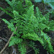 Dryopteris filix-mas 'Crispa': Bild 2/2