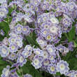 Primula auricula 'Fridl': Bild 5/5