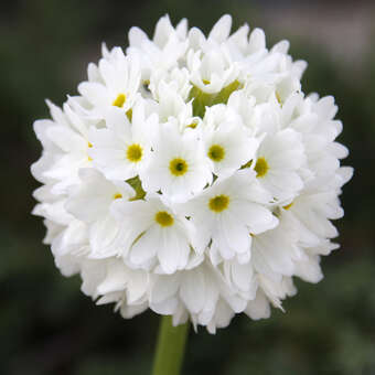Primula denticulata 'Alba'