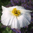 Romneya coulteri: Bild 2/6