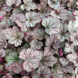 Heucherella 'Twilight': Bild 4/5