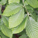 Fagus sylvatica 'Latifolia' - Breitblättrige Buche