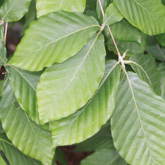 Fagus sylvatica 'Latifolia'