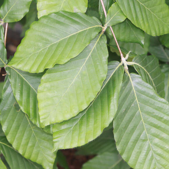 Fagus sylvatica 'Latifolia': Bild 2/3 Fagus sylvatica 'Latifolia': Bild 2/3