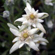 Leontopodium alpinum: Bild 1/9