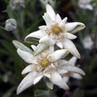 Leontopodium alpinum