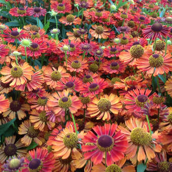 Helenium 'Siesta'