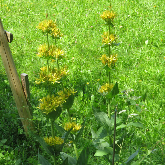 Gentiana lutea: Bild 3/4 Gentiana lutea: Bild 3/4