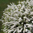 Spiraea cinerea 'Graciosa': Bild 1/3