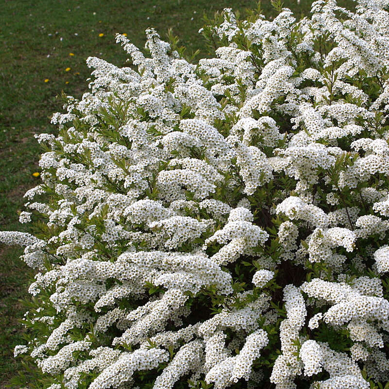 Niedere Brautspiere Spiraea cinerea 'Graciosa' weiß