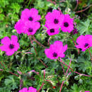 Geranium cinereum 'Giuseppii' - Storchschnabel