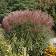 Miscanthus sinensis 'Ferner Osten': Bild 1/1