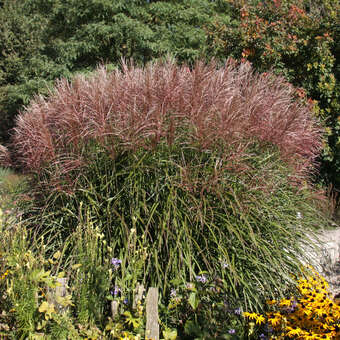 Miscanthus sinensis 'Ferner Osten'