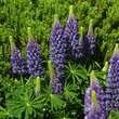 Lupinus polyphyllus 'Russel Blau': Bild 1/2