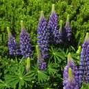 Lupinus polyphyllus 'Russel Blau' - Wolfsbohne, Lupine