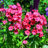 Phlox paniculata 'Orange' - Hoher Gartenphlox