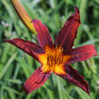 Hemerocallis 'Sammy Russell': Bild 1/3