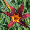 Hemerocallis 'Sammy Russell' - Taglilie