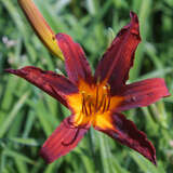 Hemerocallis 'Sammy Russell' - Taglilie