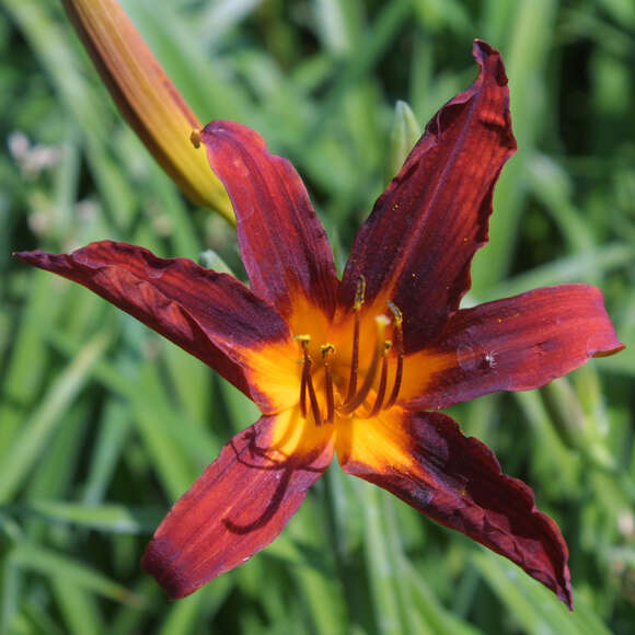 Hemerocallis 'Sammy Russell': Bild 1/3 Hemerocallis 'Sammy Russell': Bild 1/3