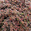 Thymus praecox 'Red Carpet': Bild 1/1