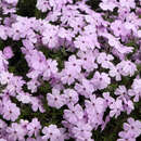 Phlox douglasii 'Lilac Cloud' - Polsterphlox