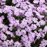 Phlox douglasii 'Lilac Cloud' - Polsterphlox