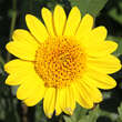 Helianthus decapetalus 'Capenoch Star': Bild 3/3