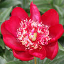 Paeonia lactiflora 'Nippon Beauty' - Pfingstrose