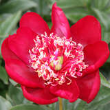 Paeonia lactiflora 'Nippon Beauty' - Pfingstrose