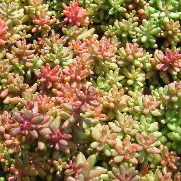 Sedum album 'Coral Carpet': Bild 3/9 Sedum album 'Coral Carpet': Bild 3/9